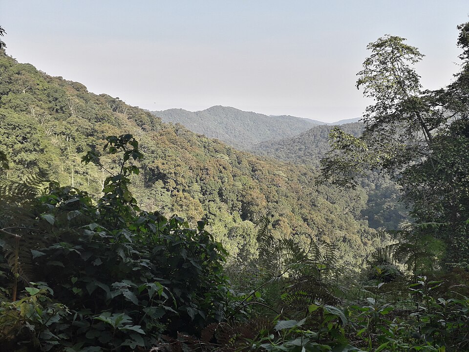 布温迪不可穿越森林（Bwindi Impenetrable Forest） دیدگاه سفر